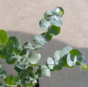  Silver Dollar Gum Eucalyptus cinerea 25 Seeds