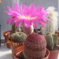 Rare Rainbow Cactus Echinocereus pectinatus Mix - 20 Seeds