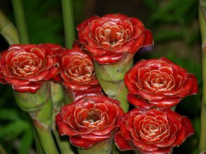 Rare Rose of Siam Torch Ginger Etlingera corneri - 10 Seeds