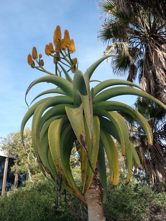 African Tree Aloe Dune Aloe thraskii 15 Seeds