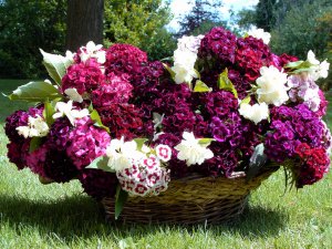 Edible Flowers Organic Sweet William Mix Dianthus barbatus - 150 Seeds