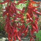 HOT! Long Red Slim Cayenne Pepper Capsicum annuum - 30 Seeds