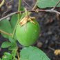 Passion Fruit Maypop Passiflora Incarnata - 10 Seeds