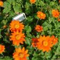 Mexican Sunflower Red Torch Tithonia rotundifolia  - 100 seeds