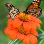 Mexican Sunflower Red Torch Tithonia rotundifolia  - 100 seeds