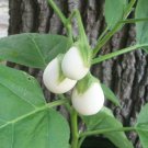 Ornamental Easter Egg Plant Solanum Melongena ovigerum - 25 Seeds
