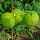 Love in a Puff Balloon Vine Cardiospermum halicacabum - 12 Seeds