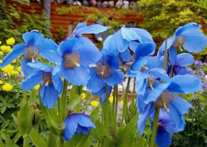 Perennial Himalayan Blue Poppy Meconopsis sheldonii Lingholm - 25 Seeds