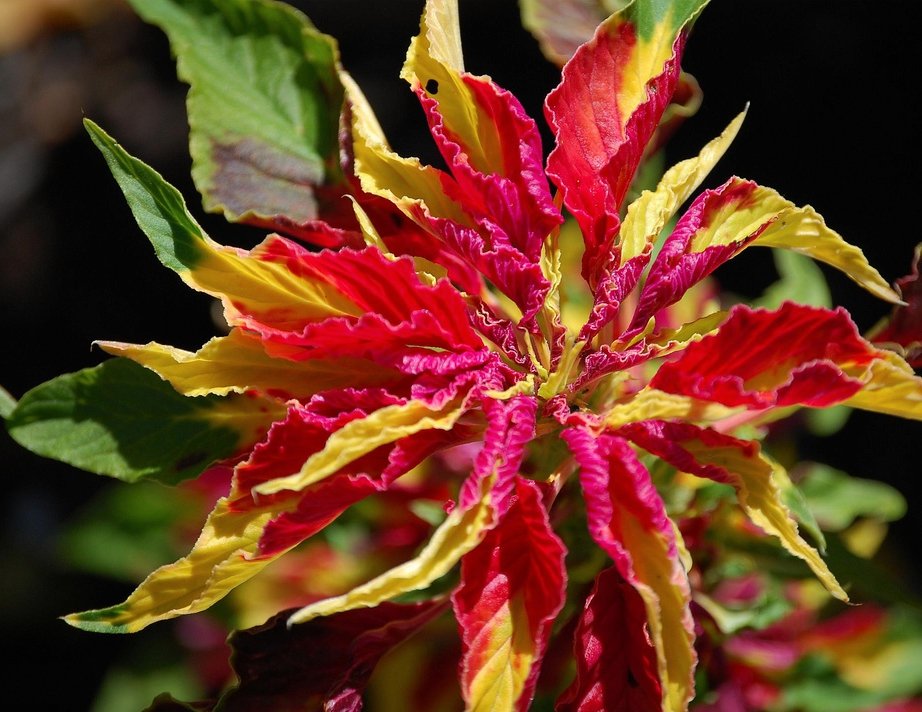 Joseph's Coat Amaranthus tricolor "Perfecta" - 50 Seeds