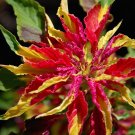 Ornamental Amaranth Joseph's Coat Amaranthus tricolor Perfecta - 100 Seeds