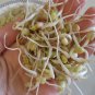 Organic Mung Bean Green Gram Vigna radiata - 80 Seeds