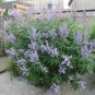 Blue Chaste Tree Texas Lilac Vitex agnus castus - 15 Seeds