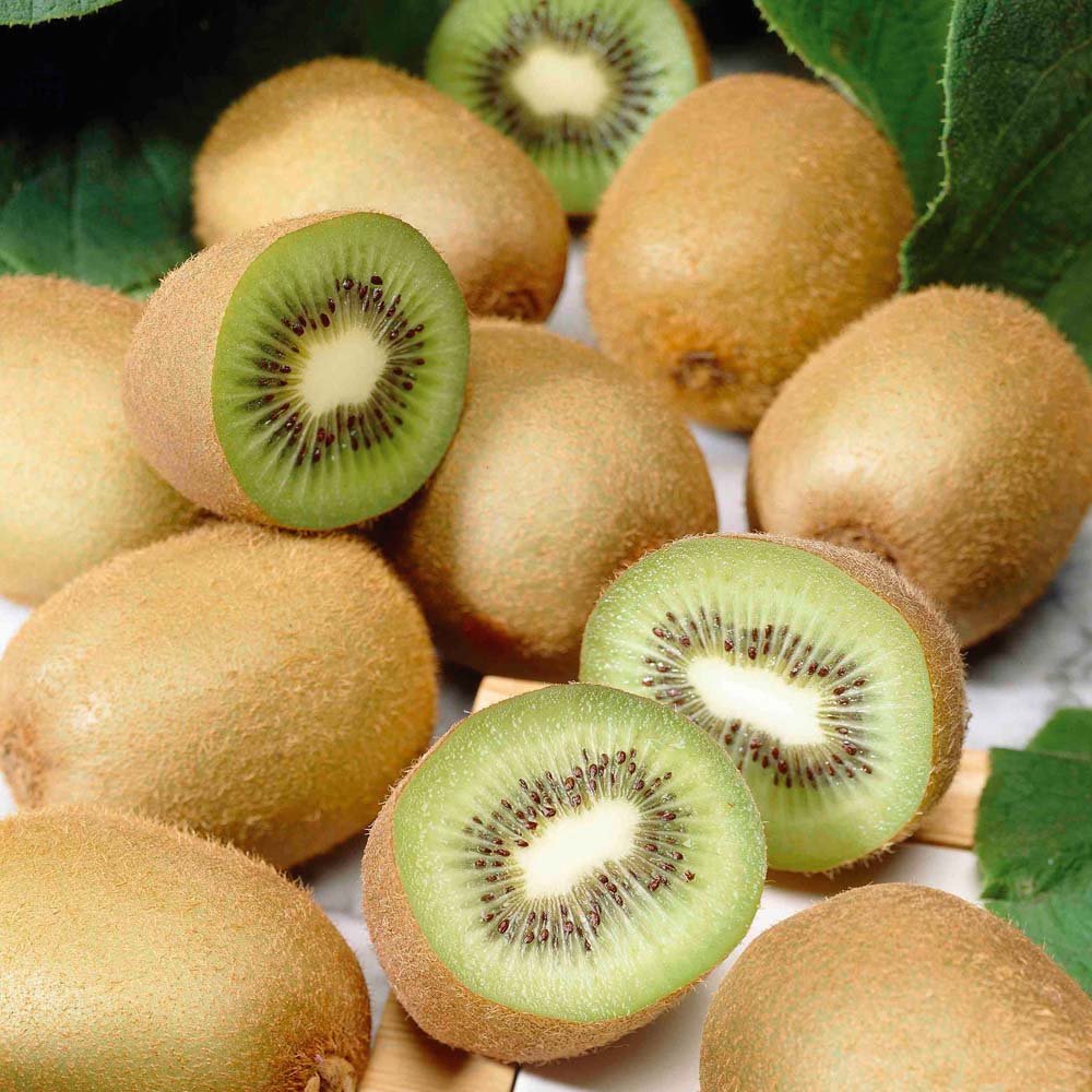 Kiwi Fruit Yang Tao Actinidia deliciosa - 35 seeds