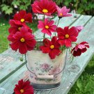 Sale! Red Cosmos 'Rubenza' Cosmos bipinnatus - 75 Seeds