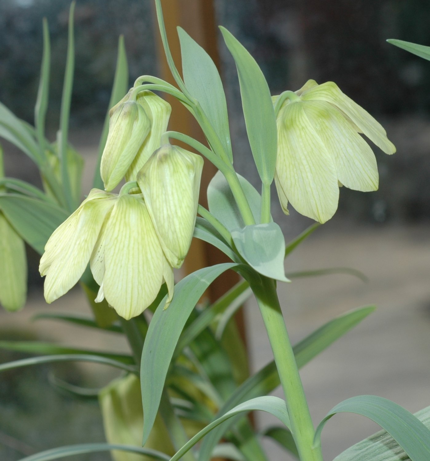 Fritillaria pallidiflora