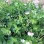 Italian Caper Bush Organic Capparis spinosa - 20 Seeds