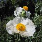 Rare White Tree Matilija Poppy Romneya coulteri - 50 Seeds