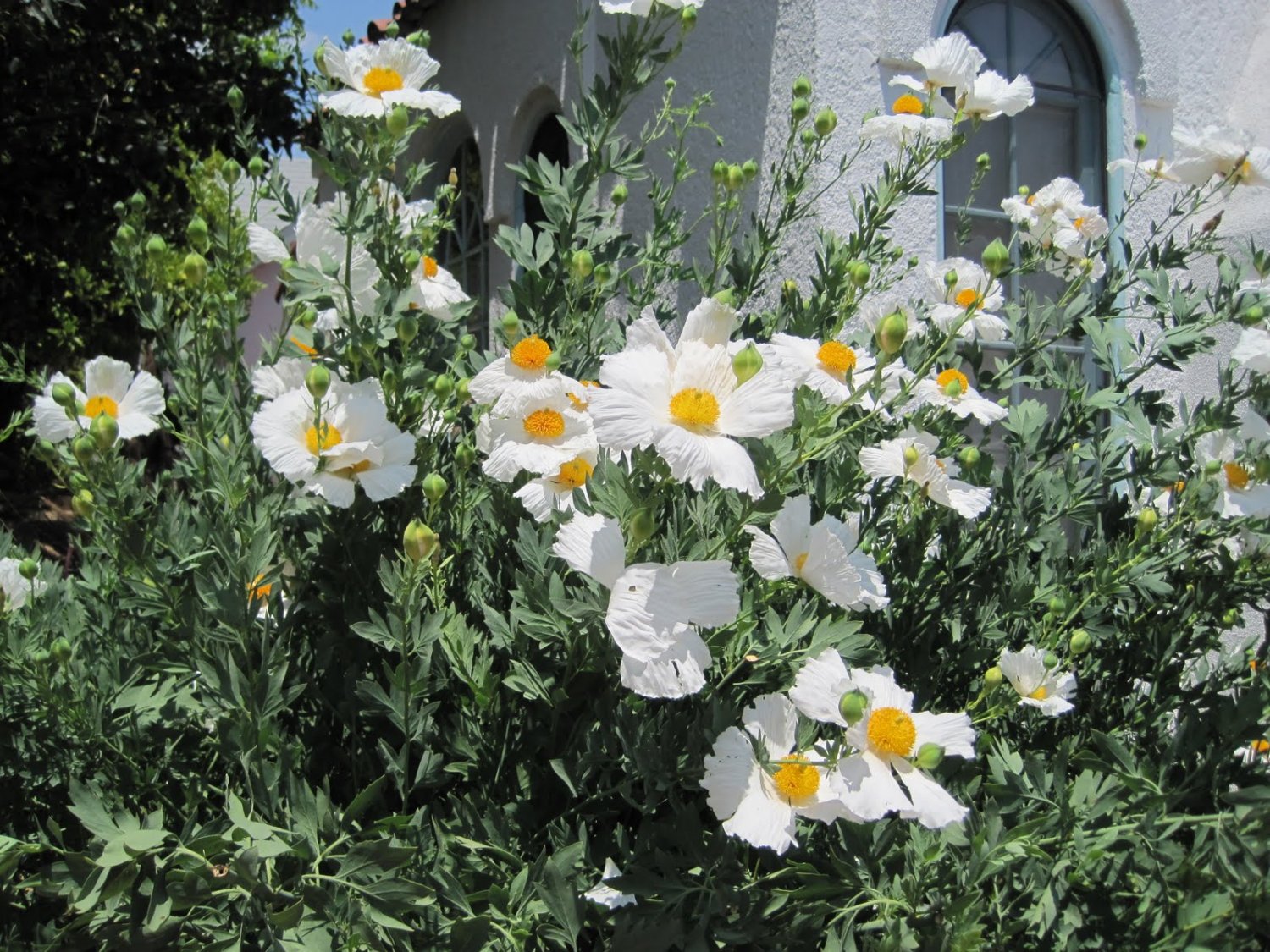 Rare White Tree Matilija Poppy Romneya coulteri 50 Seeds