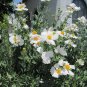 Rare White Tree Matilija Poppy Romneya coulteri - 50 Seeds