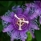 Purple Passion Flower Maypop Passiflora Incarnata - 10 Seeds
