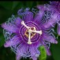 Purple Passion Flower Maypop Passiflora Incarnata - 10 Seeds