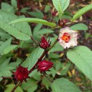 Jamaica Tropical Roselle Wild Hibiscus sabdariffa - 10 Seeds
