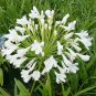 White Agapanthus Snowball Agapanthus orientalis - 10 Seeds