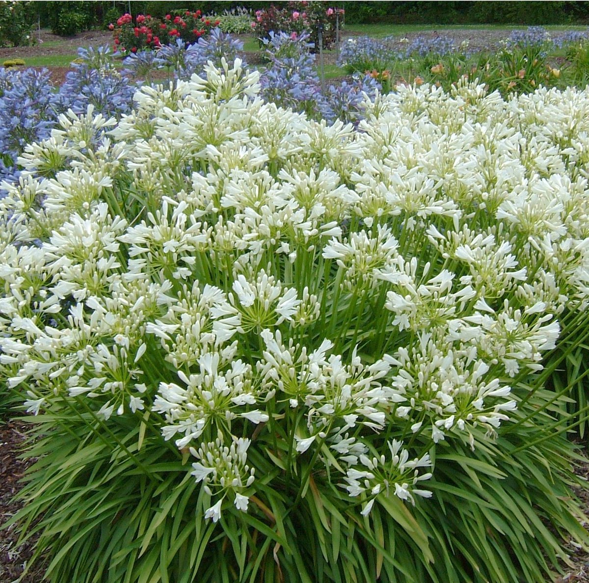 White Agapanthus Snowball Agapanthus orientalis - 10 Seeds