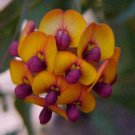 Beautiful Rare Bookleaf Daviesia cordata - 5 Seeds