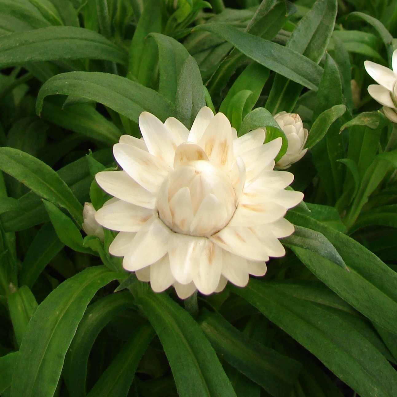 Download White Strawflower Paper Daisy Xeranthemum bracteatum - 50 ...
