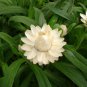 White Strawflower Paper Daisy Xeranthemum bracteatum - 50 Seeds