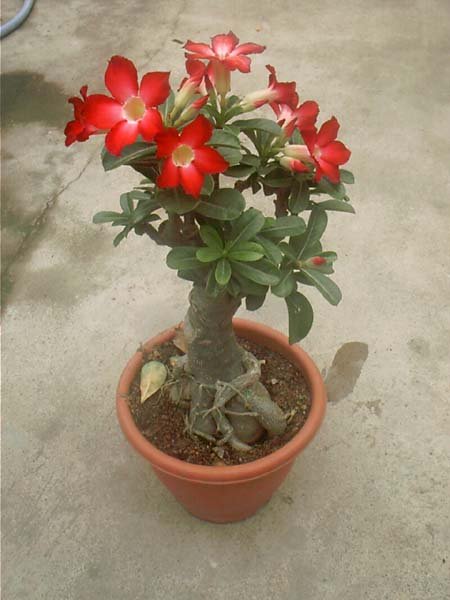 Mixed Desert Rose Adenium Natural Bonsai - 10 Seeds