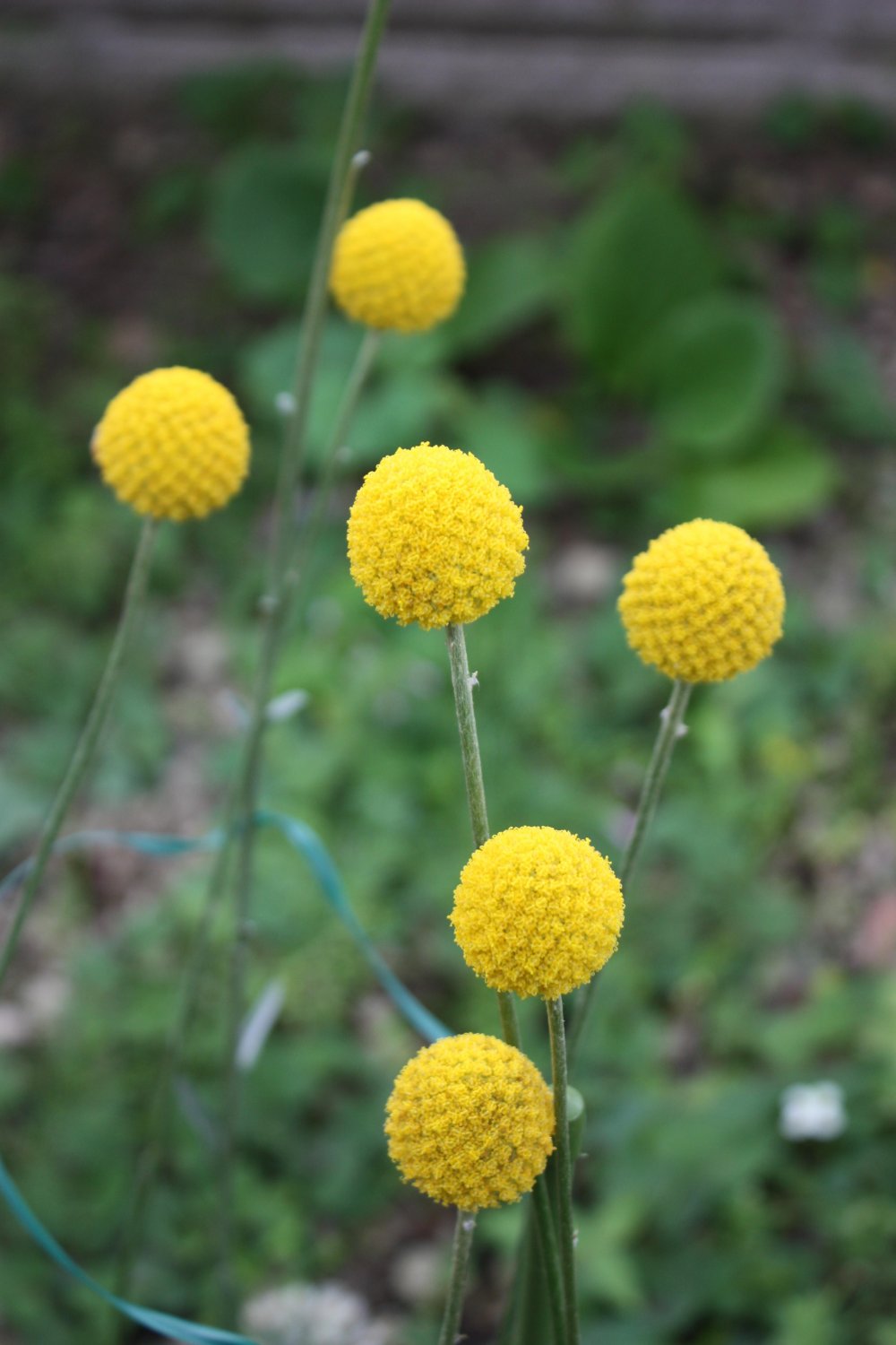 Golden Drumstick Billy Balls Craspedia Globosa 25 Seeds