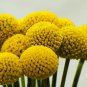 Golden Drumstick Billy Balls Craspedia Globosa - 25 Seeds