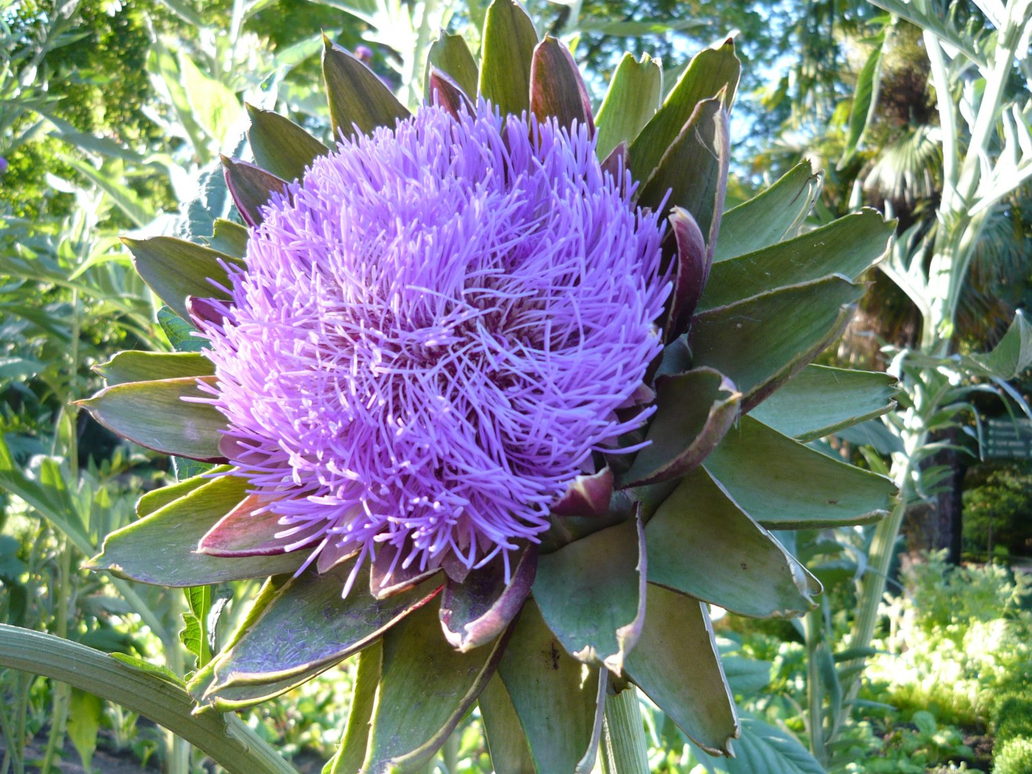 Purple Artichoke Flowers Cynara scolymus - 30 Seeds