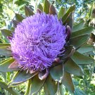 Purple Artichoke Flowers Cynara scolymus - 30 Seeds