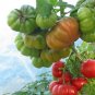 Organic Heirloom Tomato Rosso Sicilian Togetta Solanum lycopersicum - 20 Seeds