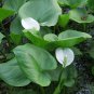White Water Calla Lily Calla palustris - 30 Seeds