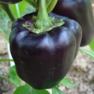 Black Heirloom Sweet Bell Pepper 'Purple Beauty' Capsicum annuum - 30 Seeds