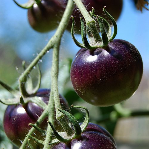 Organic Black Tomato Indigo Rose Lycopersicon esculentum - 20 Seeds