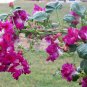 Morning Glory Double Ruffled Ipomoea x imperialis - 12 Seeds