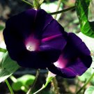 Morning Glory 'Kniola's Black'  Ipomoea purpurea - 10 Seeds