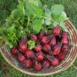 Tropical Roselle Wild Hibiscus Herb Hibiscus sabdariffa (Hibiscus Tea) - 10 Seeds