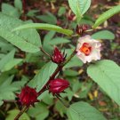 Tropical Roselle Wild Hibiscus Herb Hibiscus sabdariffa (Hibiscus Tea) - 10 Seeds