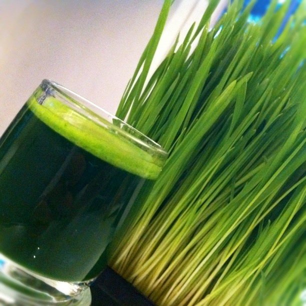 Organic Red Wheatberry Wheatgrass Triticum aestivum - 250 Seeds