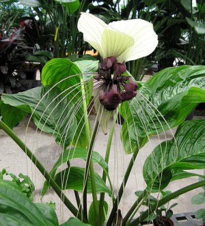 White Bat Flower Tacca nivea - 5 Seeds