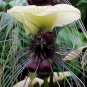 White Bat Flower Tacca nivea - 5 Seeds