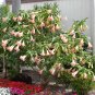 Pink Angels Trumpet Brugmansia Suaveolens - 5 Seeds