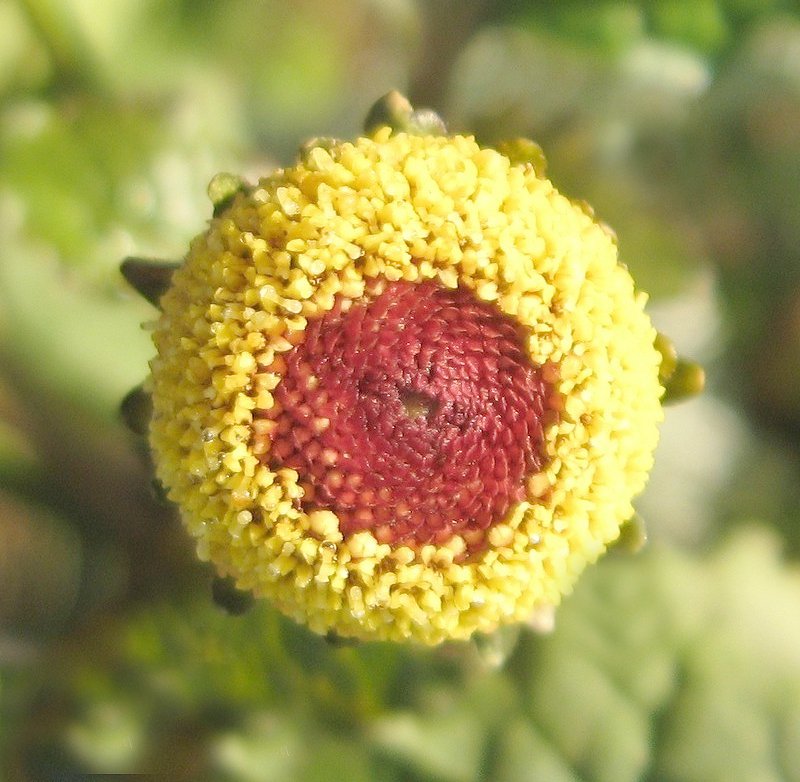 Peek a Boo Eyeball Plant Spilanthes oleracea - 50 Seeds