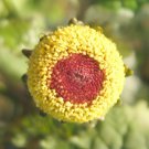 Peek a Boo Eyeball Plant Spilanthes oleracea - 50 Seeds